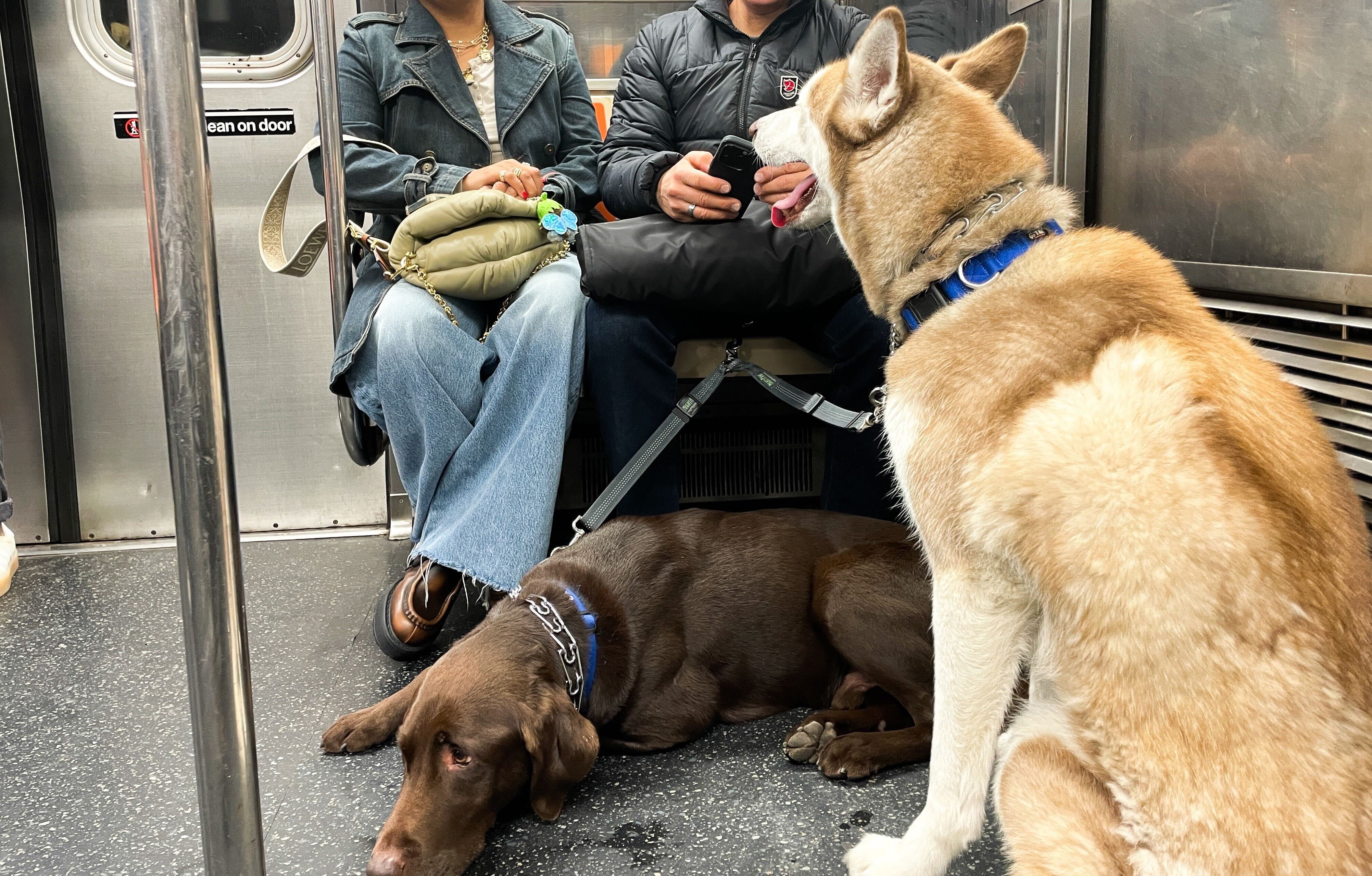 Dogs on subway sales