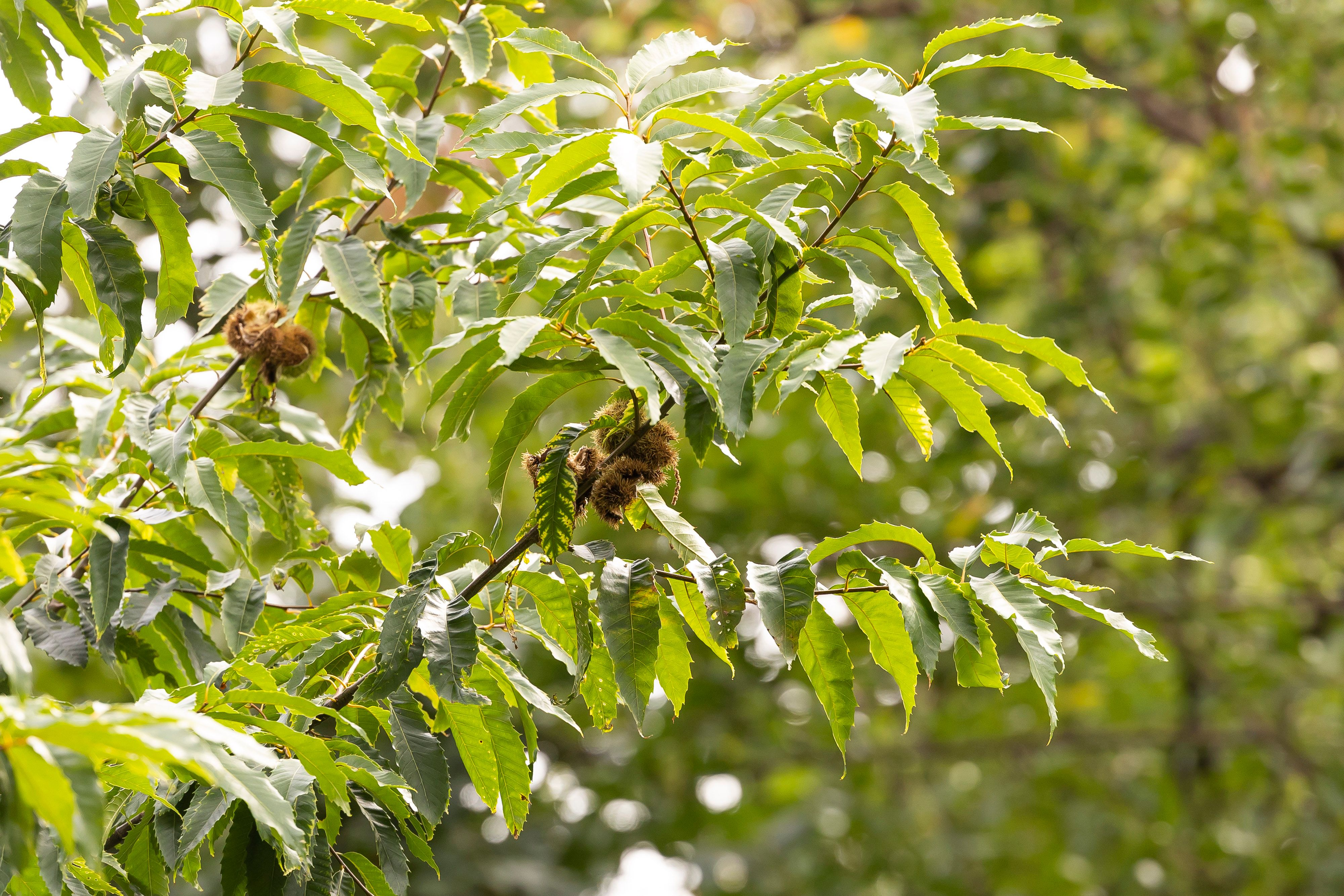 Chestnut tree giveaway in NYC aims to bring plant back from brink of extinction