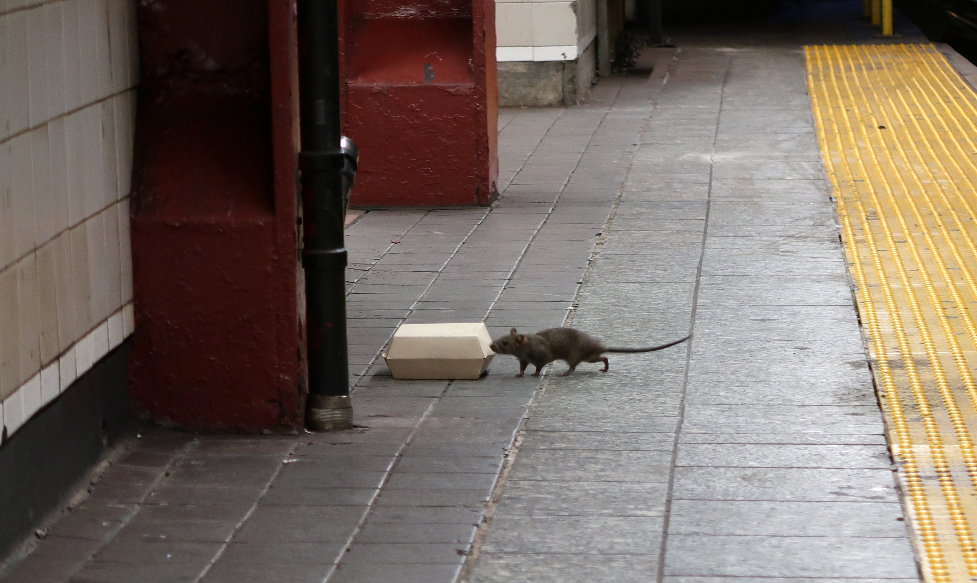 a rat with a burger box on a train platform