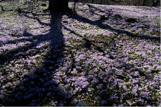 Photo from Brooklyn Botanic Garden