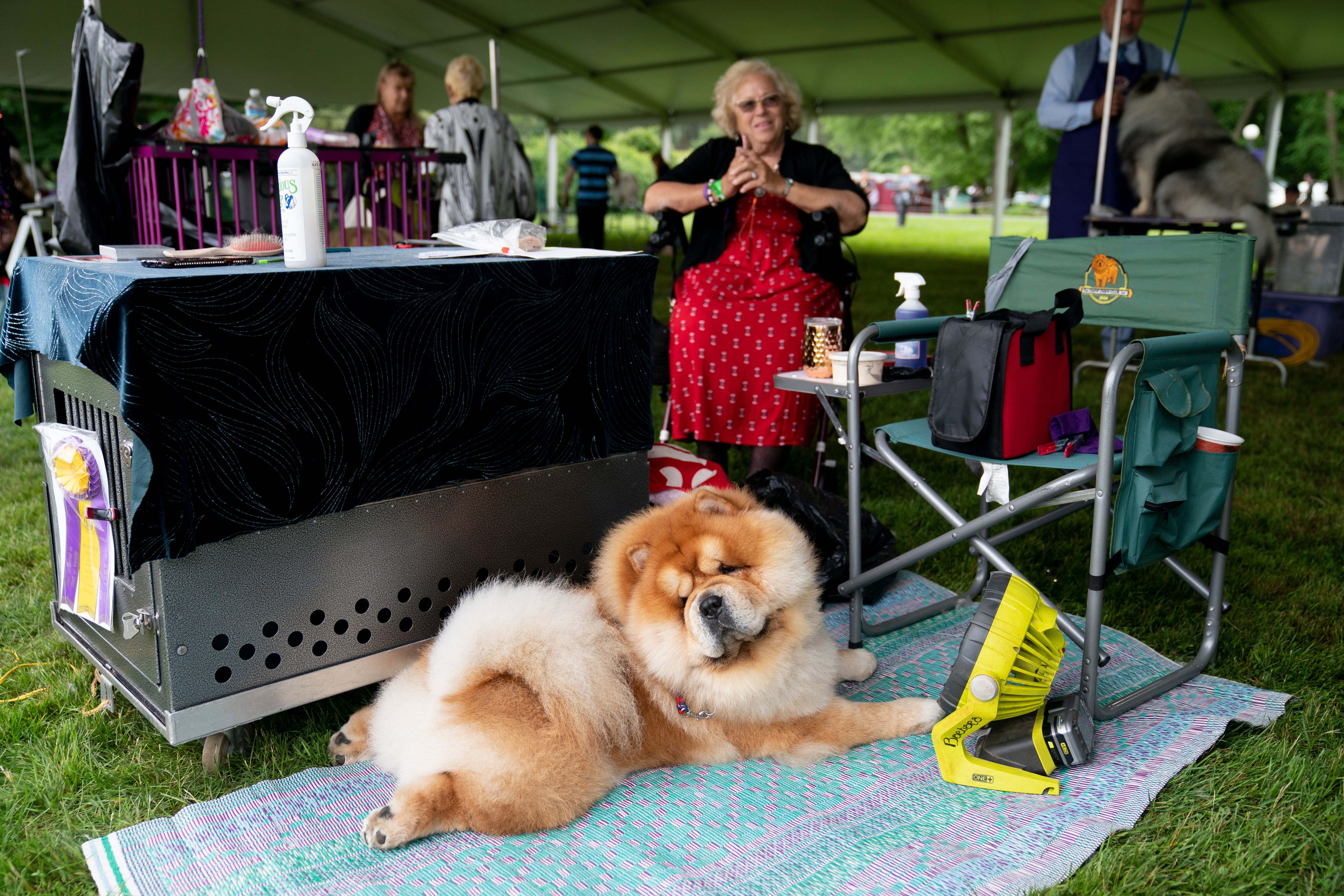 Chow Chow dog show breed in 2021