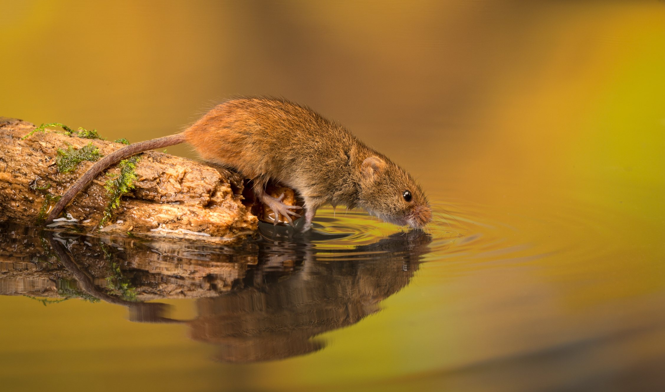 a mouse drinking some water