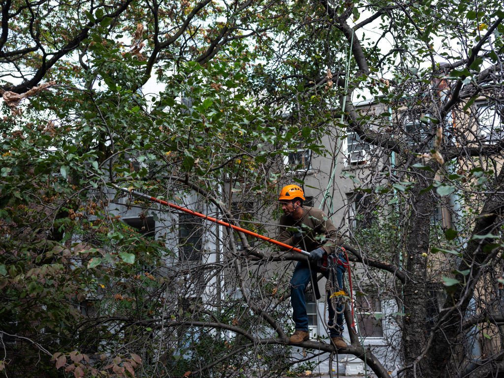 an arborist pruning a big tree in Brooklyn