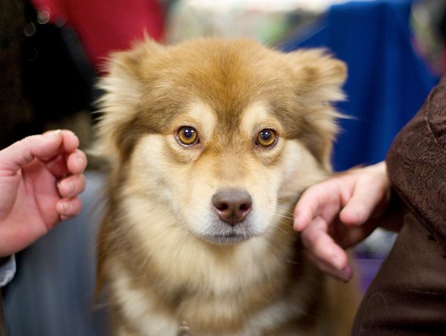 Dog Group - Puppy Porn: Scenes From The Westminster Dog Show - Gothamist